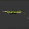Detailed Green Insect With Long Legs And Slender Body In Natural View