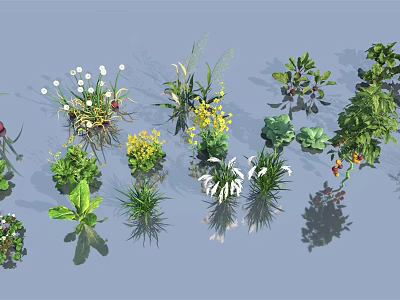 Various Types of Crops Including Green Plants Flowers Vegetables and Herbs Collection 3d model