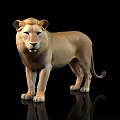 Detailed Realistic Full Body Standing Lion On Black Background With Reflection