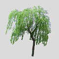 Diverse Trees with Weeping Branches Lush Green Leaves and Various Shapes