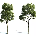 Arbor Trees In A Row With Various Sizes And Lush Green Foliage 3d model