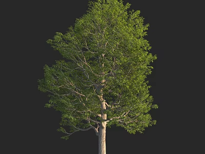 Lush Green Arbor Featuring Thick Trunk And Abundant Foliage In Natural Setting 3d model