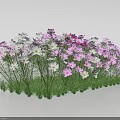 Beautiful Pink And White Flowers Growing In Green Grass Field