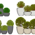 Various Bonsai Plants in Decorative Ceramic Pots for Indoor Home Decor