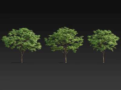 Three Green Trees With Slender Trunks And Lush Foliage On Black Background 3d model