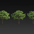 Three Green Trees With Slender Trunks And Lush Foliage On Black Background 3d model