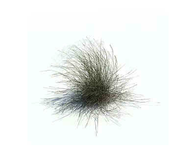 Slender Green Grass With Natural Feathery Foliage And White Background 3d model