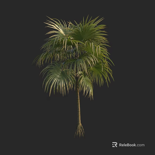 Palm Tree With Large Fan Shaped Leaves And Slender Trunk Tropical Look 3d model 