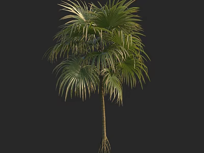 Palm Tree With Large Fan Shaped Leaves And Slender Trunk Tropical Look 3d model
