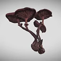 Purple Mushrooms With Multiple Caps Natural Fungi Growth Close Up View