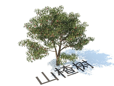 modern plant fruit tree hawthorn 3d model