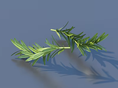 Fresh Rosemary Herb Sprigs Ideal for Culinary Cooking and Garnishing 3d model