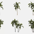 Various Palm Trees in Different Forms for Landscape and Decorative Purposes 3d model