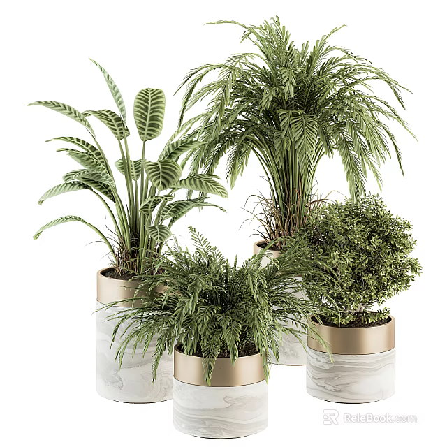 Indoor Potted Plants in Gold Rimmed White Pots with Various Green Foliage 3d model 