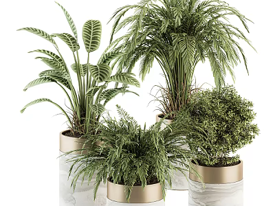 Indoor Potted Plants in Gold Rimmed White Pots with Various Green Foliage 3d model