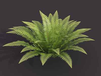 Lush Green Fern Plant With Vibrant Feathery Fronds For Indoor Decoration 3d model