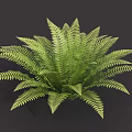 Lush Green Fern Plant With Vibrant Feathery Fronds For Indoor Decoration