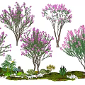 Flowering Trees With Pink Blossoms Green Grass Small Plants And Stones