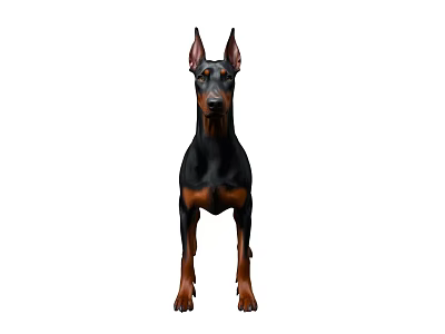 Dog Doberman Black Dog 3d model