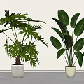 Two Different Potted Plants With Green Leaves In White Pots For Modern Home Decor