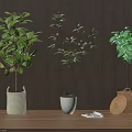 Indoor Bonsai Plants in White Woven White Round and Brown Woven Pots on Wooden Floor