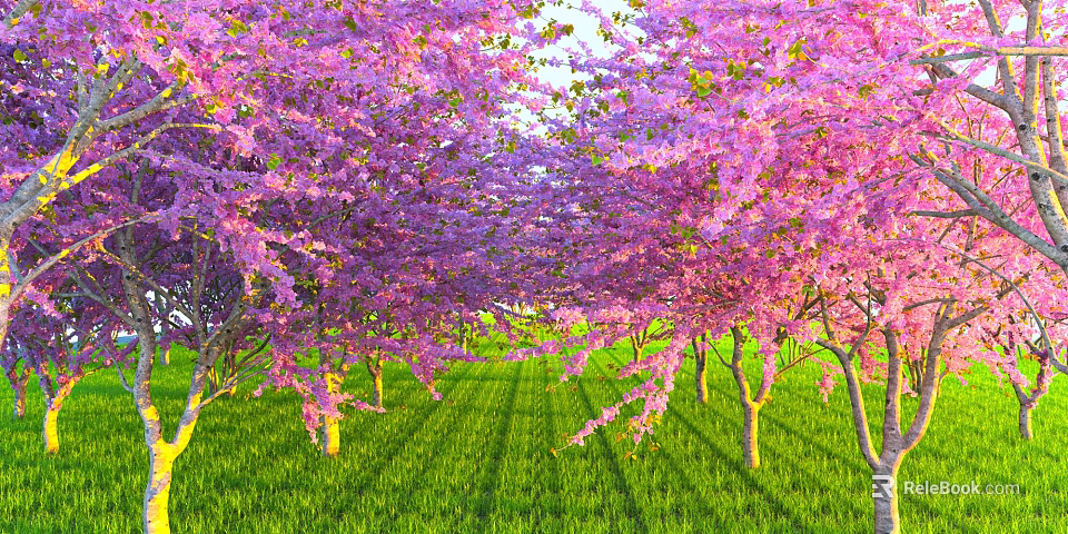 Pink Flowering Cherry Trees Forming Arched Canopy Over Green Grass With Sunlight 3d model 