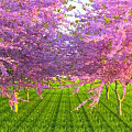 Pink Flowering Cherry Trees Forming Arched Canopy Over Green Grass With Sunlight