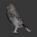 Realistic Gray Plumage Owl with Blue Eyes White Claws Standing on Dark Background