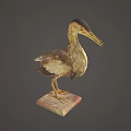 Detailed View of Brown and White Wading Bird Standing on Stone Base