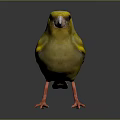 Peregrine Falcon Sparrow Pigeon Wingbird Pearl Bird Hummingbird Flamingbird Bird Animal 3d model