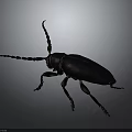 Black Beetle With Long Antennae Shiny Exoskeleton And Detailed Legs On Dark Background