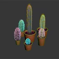 Multiple Blue Green Cacti in Orange Pots Various Sizes Decorative Household Plants on Dark Background