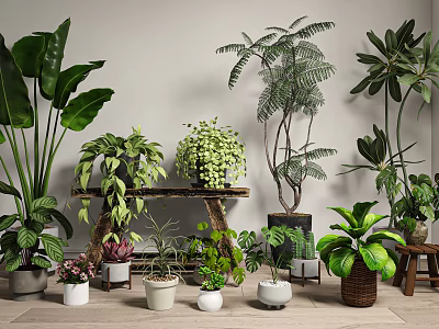Various Indoor Potted Plants With Different Green Leaves And Decorative Pots Arrangement 3d model