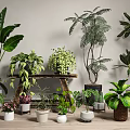 Various Indoor Potted Plants With Different Green Leaves And Decorative Pots Arrangement