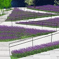 Black Metal Fence Surrounding Purple Flower Fields With Stone Pathways And Trees