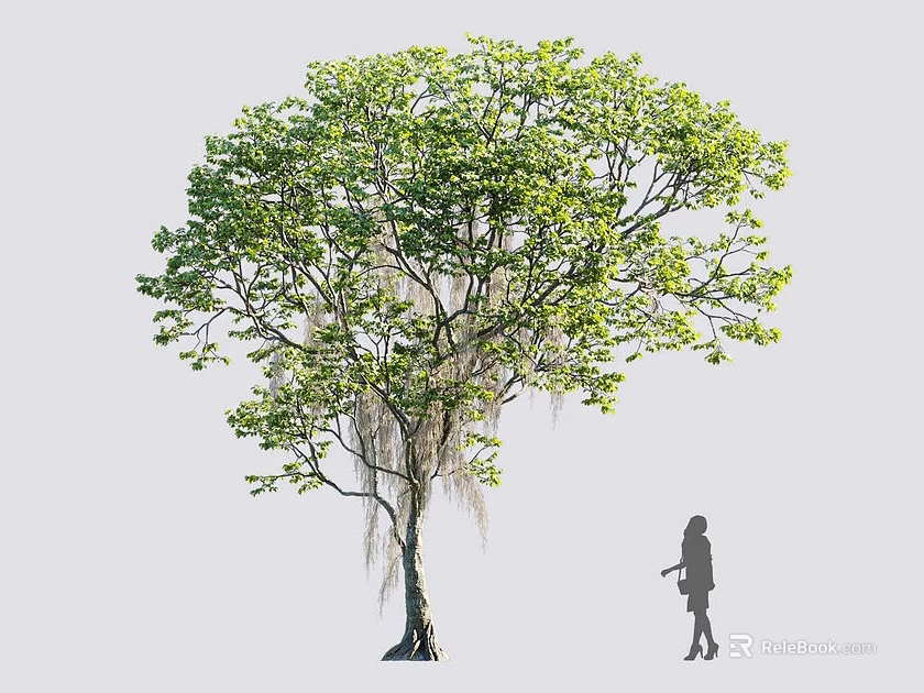 Tall Tree with Thick Trunk Lush Green Leaves and Hanging Moss Beside Human Silhouette 3d model 