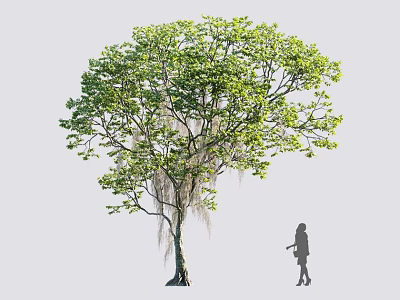 Tall Tree with Thick Trunk Lush Green Leaves and Hanging Moss Beside Human Silhouette 3d model