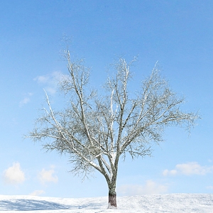 The Modern Tree 3d model