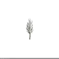 Leafless Arbor with Slender Trunk and Sparse Branches Against Dark Background 3d model
