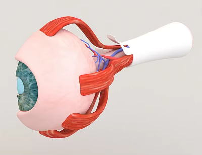 3D Human Eye Anatomical Model Showing Eyeball Red Muscles Optic Nerve and Blue Iris 3d model