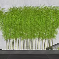 Lush Bamboo With Green Leaves Tall Stems And White Pebbles Gray Stone Decor