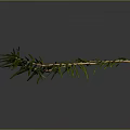 Natural Pine Branch With Green Leaves And Brown Stem On Gray Background