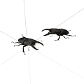 Two Black Reptiles With Prominent Jaws On White Background Close Up View