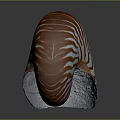 Nautilus Shell With Orange And White Stripes In Spiral Shape On Dark Background