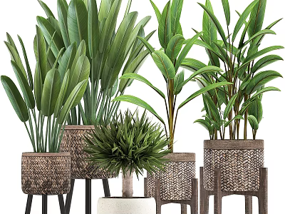 Decorative Green Plant Arrangement With Woven Pots And Wooden Stands 3d model
