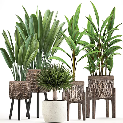 Decorative Green Plant Arrangement With Woven Pots And Wooden Stands 3d model