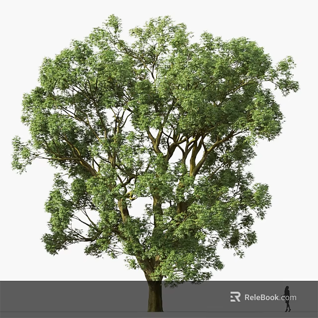Tall Mature Tree With Lush Green Foliage And Strong Trunk In Natural Environment 3d model 