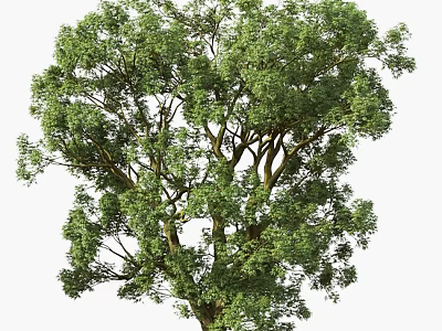 Tall Mature Tree With Lush Green Foliage And Strong Trunk In Natural Environment 3d model