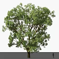 Tall Mature Tree With Lush Green Foliage And Strong Trunk In Natural Environment