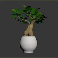 Indoor Decorative Plant with Lush Green Leaves in White Ceramic Pot for Home Decoration